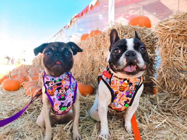 /images/uploads/pug nation rescue of los angeles/pugnation2020/entries/11707thumb.jpg